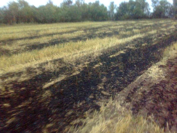 Фото сухой травы и стерни от 08.08.2012г с. Озеряновка, в Широеой балке (2)